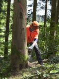 Ein Waldarbeiter sägt einen zum fällen gekennzeichneten Baum
