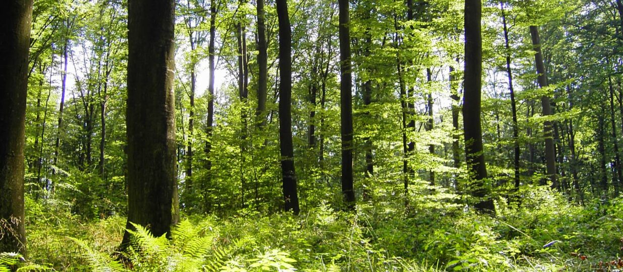 Wald bewirtschaften, schützen und erleben