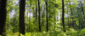 Lichtdurchfluteter Frühlings-Wald
